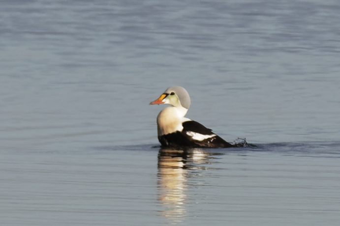 Eider à tête grise